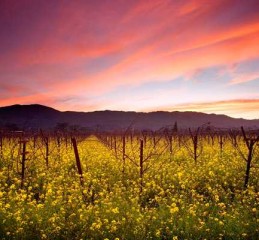 云南婚姻焦虑症调查结果 云南婚恋👉