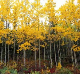 大学生婚姻问卷调查报告 大学生婚恋观调查问卷封面信👉