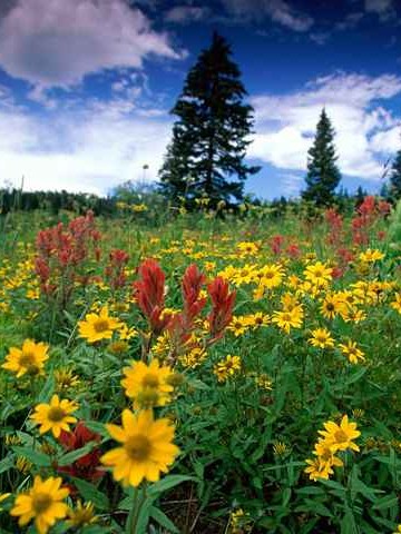 公安婚姻对象调查表怎么写范文 公安婚姻状况👉