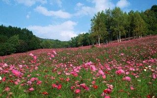 大良私人调查公司 佛山正规私家调查公司👉