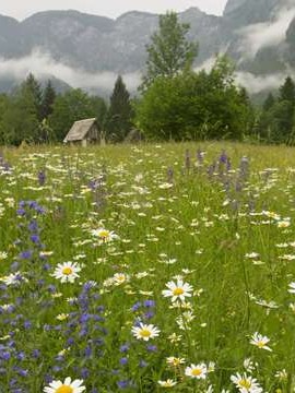 社会婚姻状况调查报告 社会婚姻状况调查报告怎么写👉