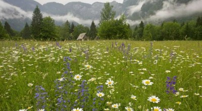 社会婚姻状况调查报告 社会婚姻状况调查报告怎么写👉