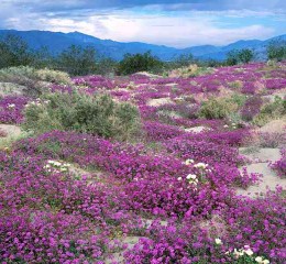 北京婚姻调查取证公司地址在哪里 北京婚姻查询👉