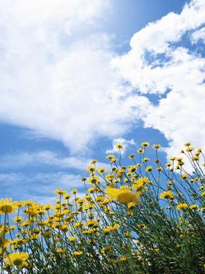 日本人婚姻观调查问卷结果 日本人的婚姻观点👉