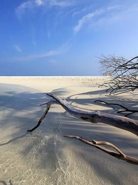 婚姻状况调查统计图片大全 婚姻状况调查表模板👉