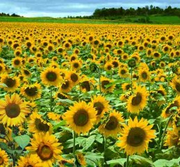 诸暨市婚姻调查中心在哪里 诸暨婚姻介绍信息👉